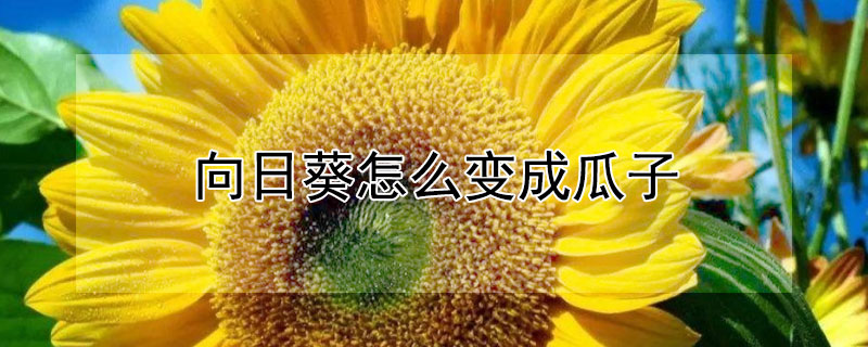 向日葵怎么变成瓜子（向日葵怎么变成瓜子的图片）