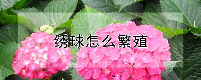 绣球怎么繁殖 无尽夏绣球怎么繁殖