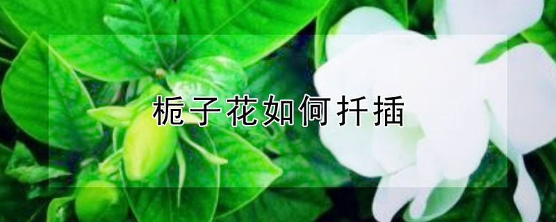 栀子花如何扦插（栀子花如何插枝繁殖）