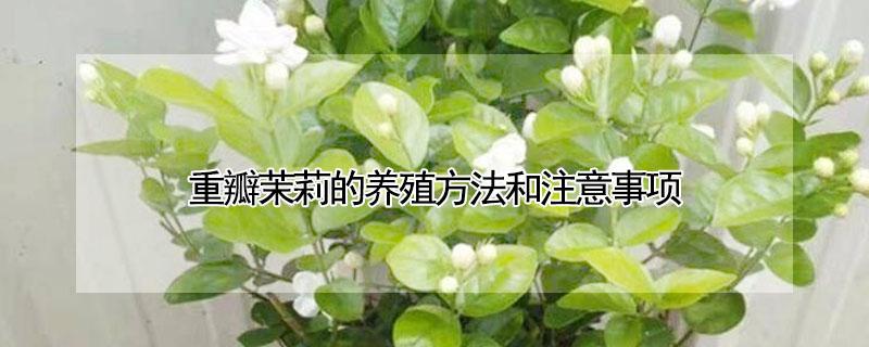 重瓣茉莉的养殖方法和注意事项 重瓣茉莉怎么养