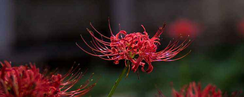 彼岸花球怎么保存 彼岸花种球可以放多久