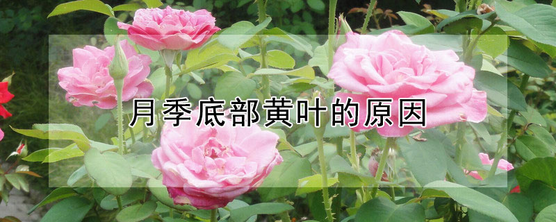 月季底部黄叶的原因 月季底部叶子变黄了是怎么回事