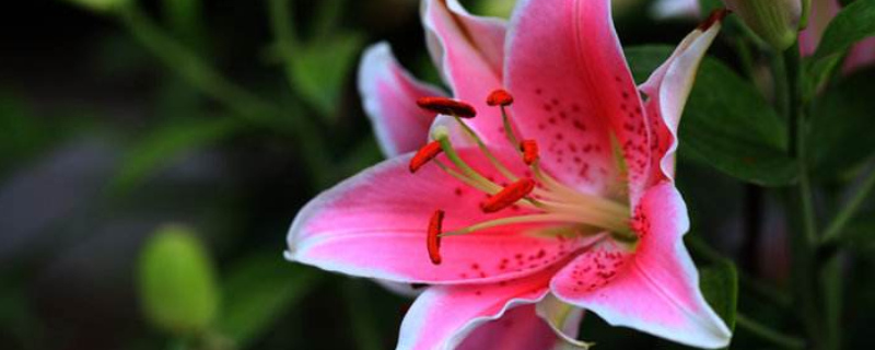 百合可以放在卧室吗（百合可以放在卧室吗?）