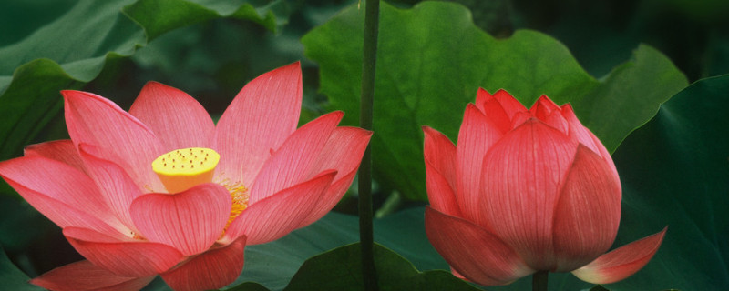 荷花有什么颜色 荷花有什么颜色分别是什么