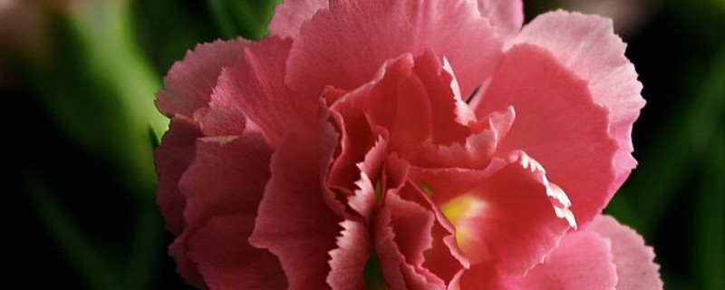 怎样让康乃馨水养更久 康乃馨怎么养水里