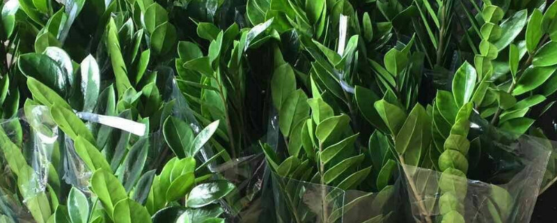 金钱树怎样修剪(金钱树怎样修剪视频)