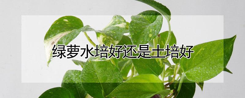 绿萝水培好还是土培好(绿萝水培好还是土培好?)