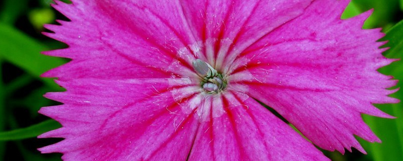 康乃馨是什么花 康乃馨是什么花语