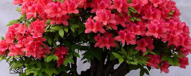 杜鹃花怕晒太阳吗 杜鹃花怕日晒吗