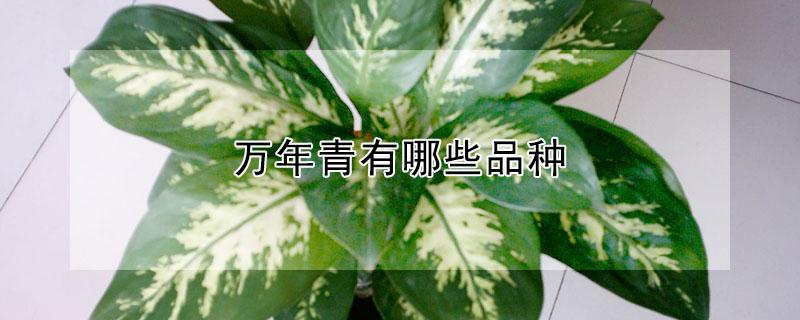 万年青有哪些品种（万年青有哪些品种及图片）