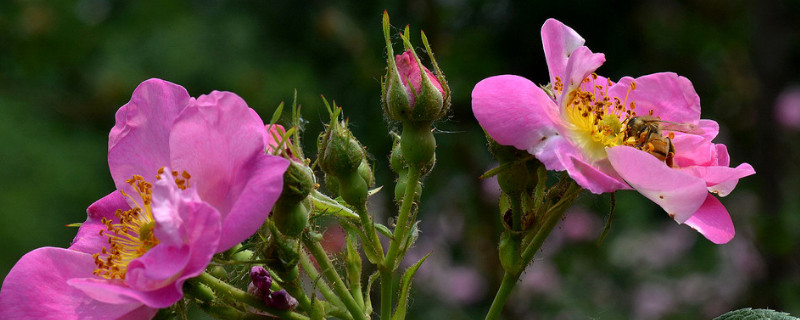 蔷薇什么时候换盆（蔷薇换盆应注意什么）