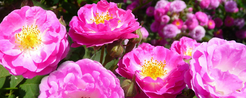 蔷薇花是月季花吗（蔷薇花是月季花的一种吗）