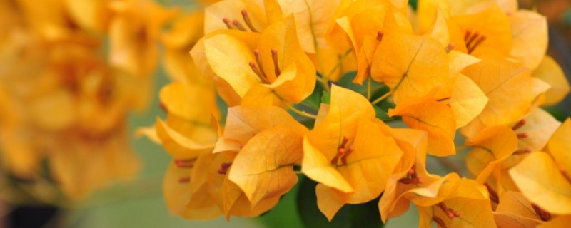 三角梅盆栽需要多大的盆（盆栽三角梅用多大的盆）