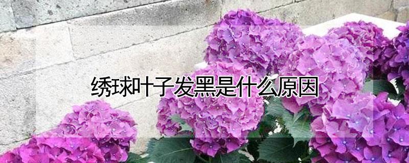 绣球叶子发黑是什么原因（绣球 叶子 黑）