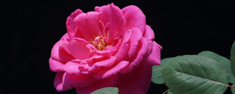 月季怎样扦插成活率高 月季如何扦插成活率高