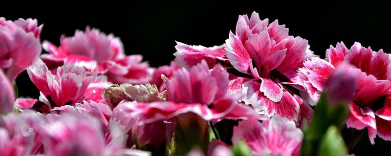 康乃馨根插在水里还是土里能活(康乃馨能用水生根吗)