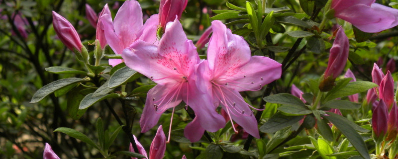 杜鹃花花期的养护 杜鹃花开花期间的养护