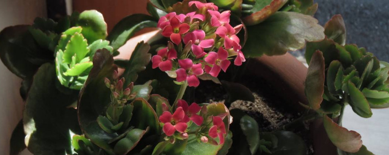 花期长好看又好养的花（室内花期长好看又好养的花）