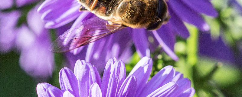 紫罗兰花能插茎吗（紫罗兰可以叶插吗）