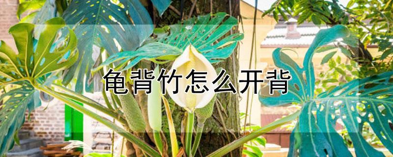 龟背竹怎么开背 龟背竹怎么开背好