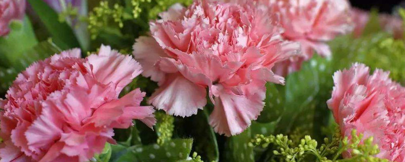 康乃馨的寓意（康乃馨的寓意和象征）