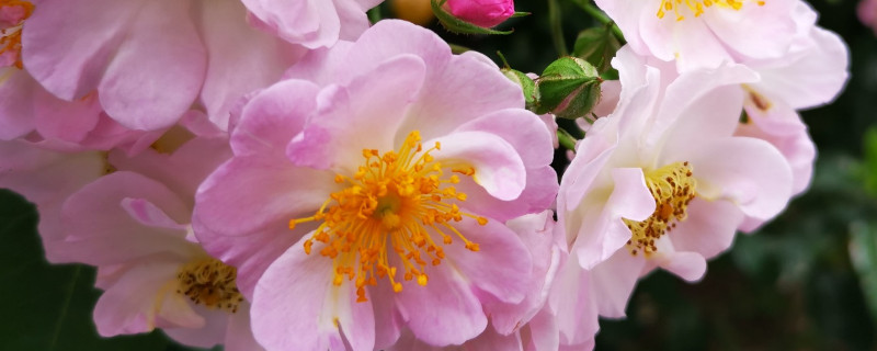 蔷薇花秋季剪枝的时间（蔷薇秋季修剪的最佳时间）