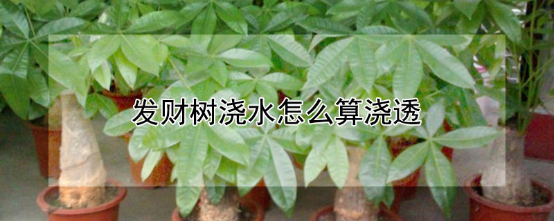 发财树浇水怎么算浇透（发财树正确的浇水方法）