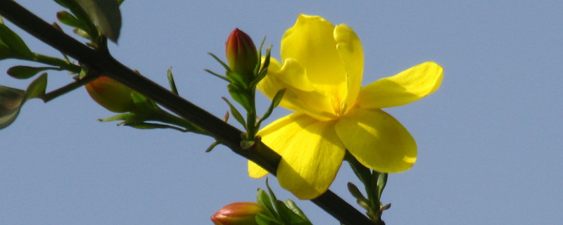 迎春花叶子上白色的霜 迎春花叶片有白斑用什么药