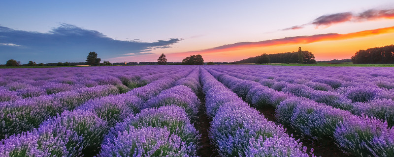 紫罗兰可以水培吗 紫罗兰花可以水培吗