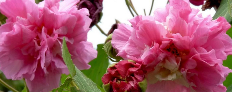 芙蓉花花期可以施肥吗 芙蓉花什么时候施肥