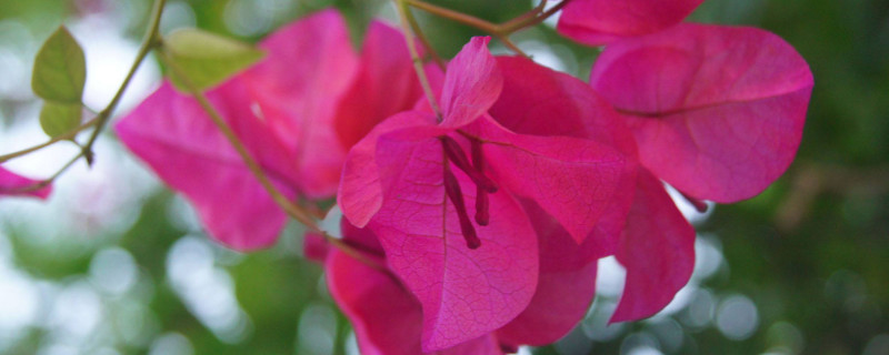 三角梅夏天能暴晒吗 三角梅夏天怕晒吗