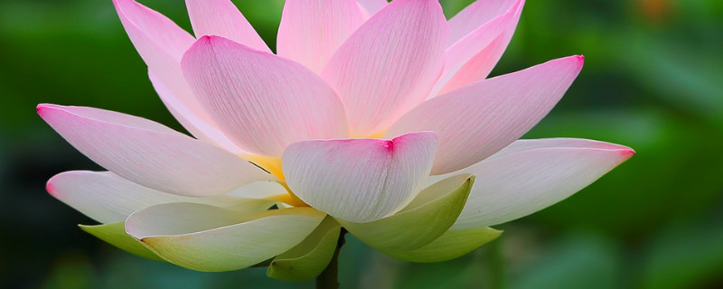 荷花种子发芽后怎么种 荷花种子发芽后怎么种视频