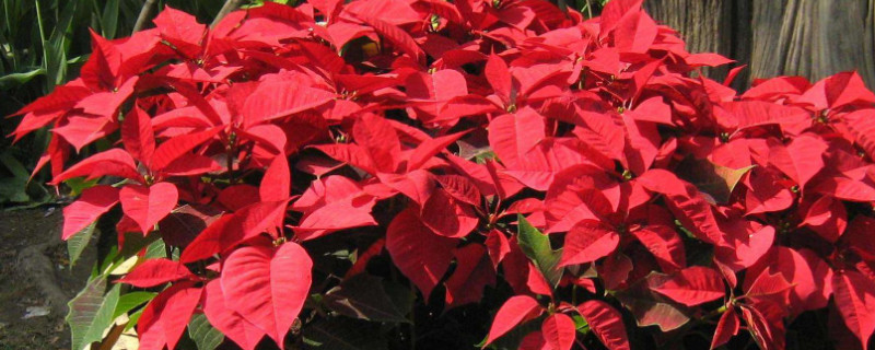 一品红开花后怎么处理（一品红花后怎样处理）