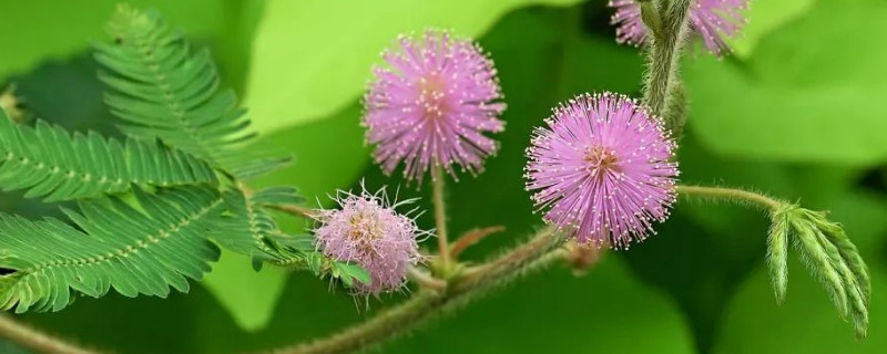 含羞草晒蔫了会活吗 含羞草晒蔫了怎么办