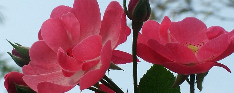 蔷薇花为什么会粉变白 蔷薇花变白色