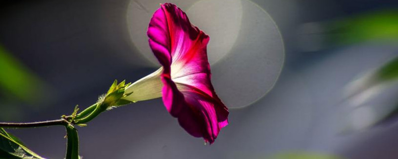 牵牛花秋天会死吗 牵牛花死了