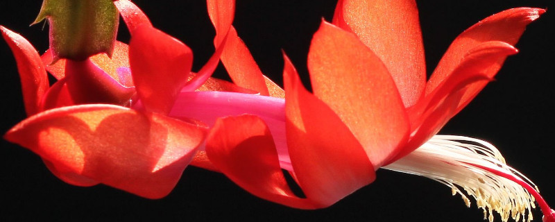 蟹爪兰喜欢阳光吗（蟹爪兰喜欢阳光吗还是喜欢水）