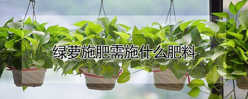 绿萝施肥需施什么肥料（大叶绿萝施肥需施什么肥料）