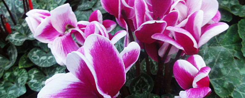 仙客来花叶倒下怎么办 仙客来花倒了怎么办