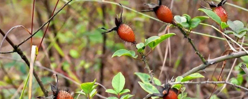 金樱子刺怎么处理 金樱子怎样去刺?