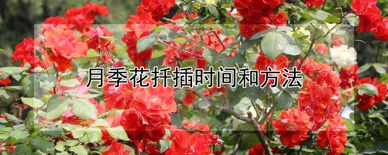 月季花扦插时间和方法 月季花嫁接时间和方法