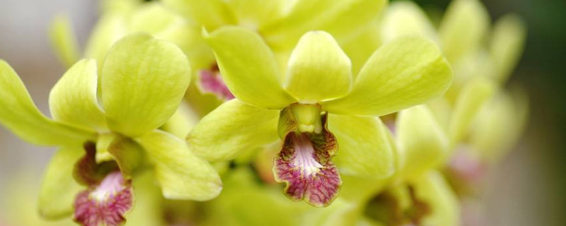 兰花有毒吗能在室内养吗（兰草花有毒吗能在室内养吗）