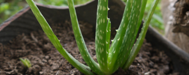 芦荟掰下来怎么生根（芦荟掰下来的叶子可以生根吗）