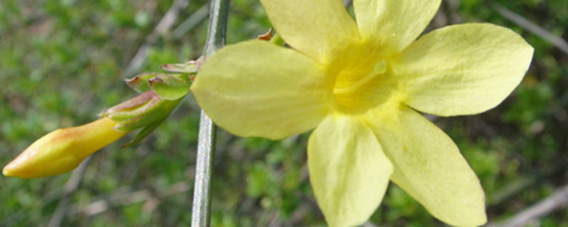 迎春花秋冬季节的养护（盆栽迎春花冬季管理）