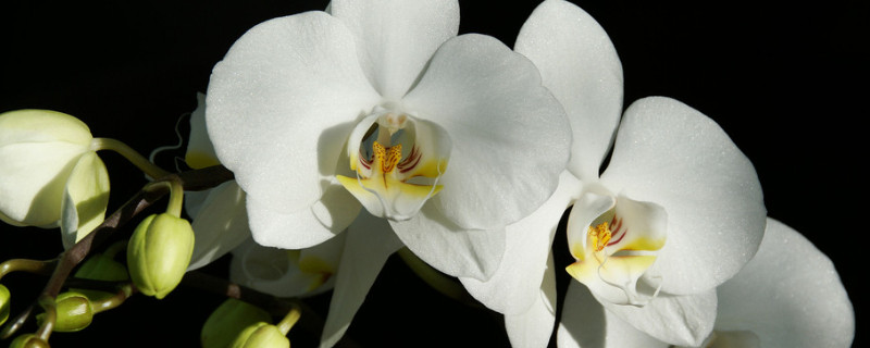 蝴蝶兰一般养几年就淘汰 蝴蝶兰只能养一年吗