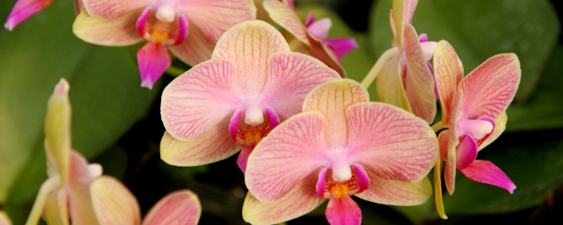 蝴蝶兰病害防治（蝴蝶兰病虫害的防治）