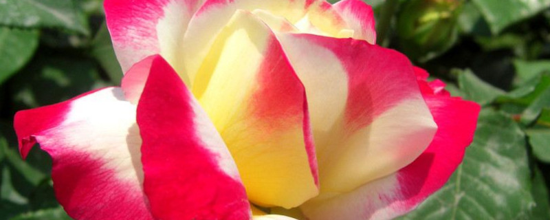 月季伤根怎么处理 月季伤根了怎么办