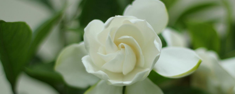 栀子花寓意 栀子花寓意及花语