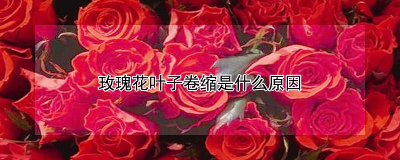玫瑰花叶子卷缩是什么原因 玫瑰花叶子卷曲的原因