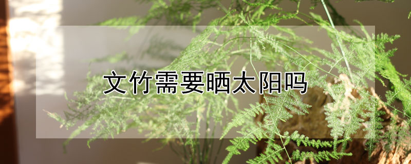 文竹需要晒太阳吗 文竹需不需要晒太阳?